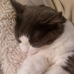 Meet your Posher, Carolyn